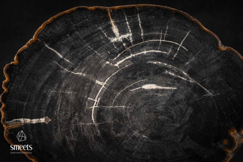 Petrified Wood Slab, Indonesia