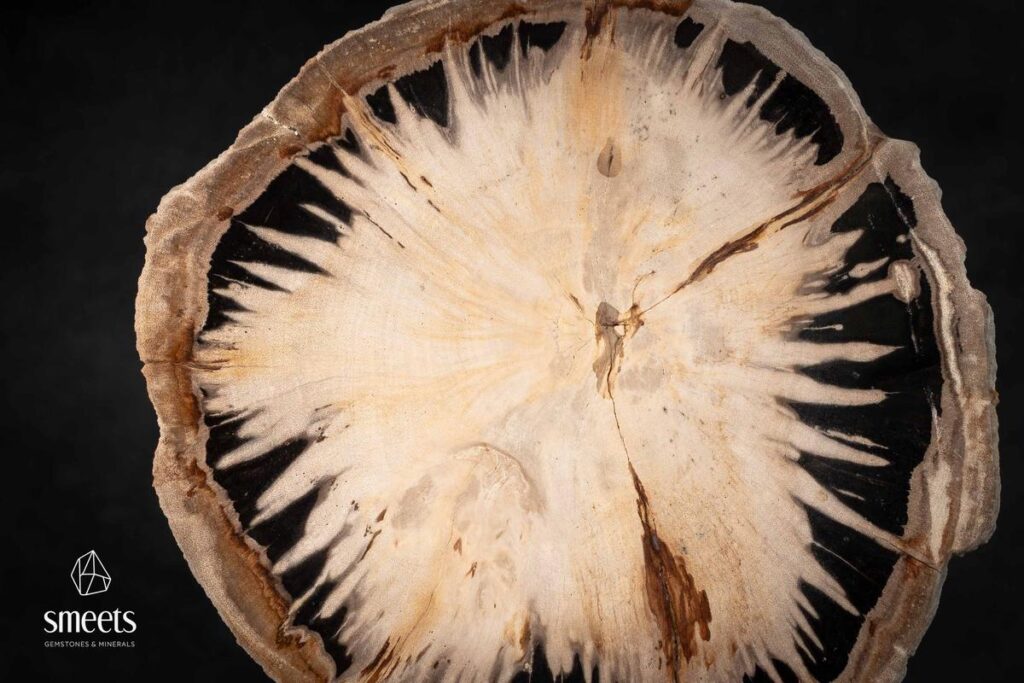 Petrified Wood Slab, Indonesia