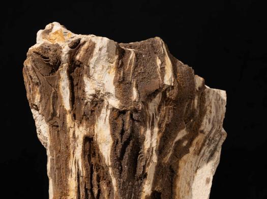 Petrified Crystal Wood, Indonesia